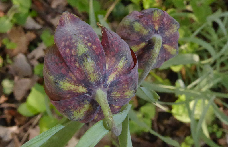 Fritillaria orientalis - Liliaceae